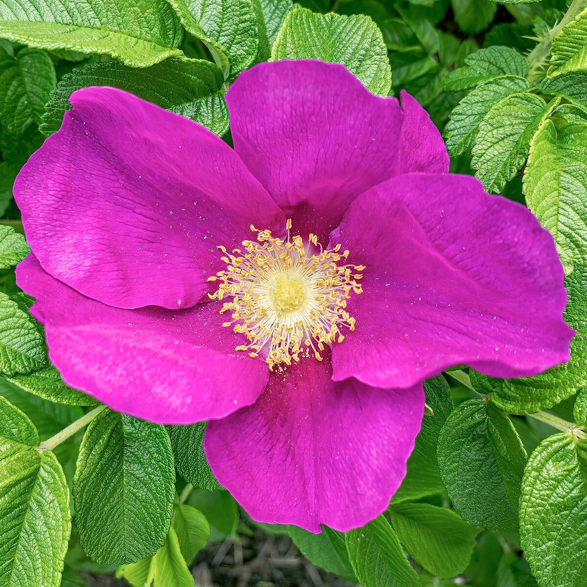 60 Prairie Wild Rose Wildflower Seeds – Everwilde Farms Mylar Seed Packet