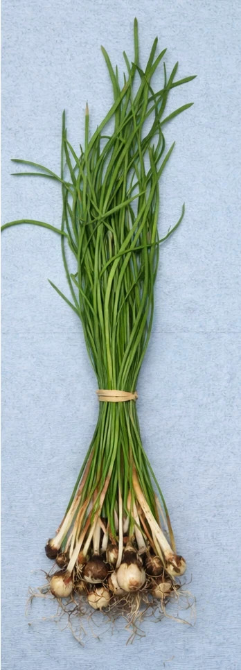 Grape Hyacinth (Muscari) Bulbs (Sprouting Clump)
