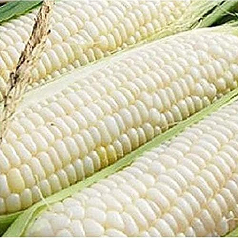 Ohio Heirloom Silver Queen Sweet Corn Seeds – Planting Excellence with 50+ Premi