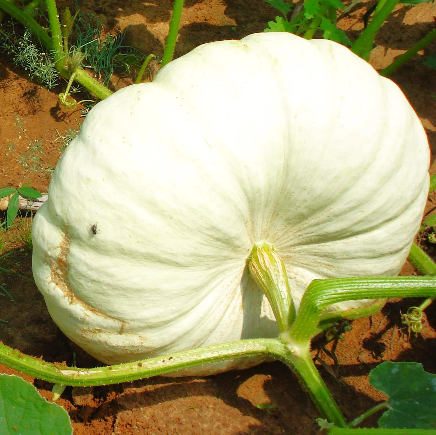 Flat White Boer Pumpkin Seeds | Stackable Cinderella Casper Squash Seed 2025