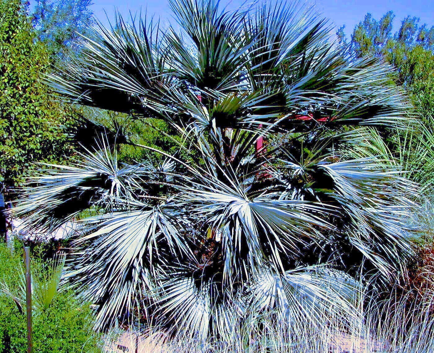 100 Mexican Blue Hesper Fan Palm Tree Seeds Grey Goddess Tropical Cold Hardy!
