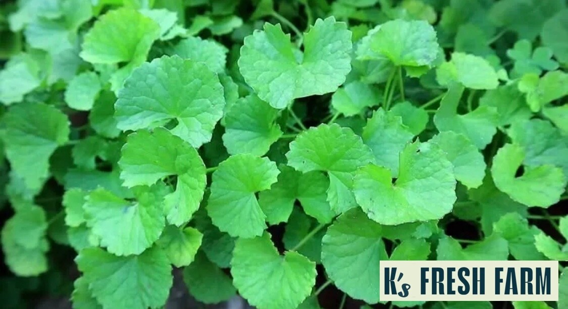 PENNYWORT , GOTU KOLA, CENTELLA ASIATICA SEEDS, HẠT RAU MÁ LÁ LỚN (+200 PCS)