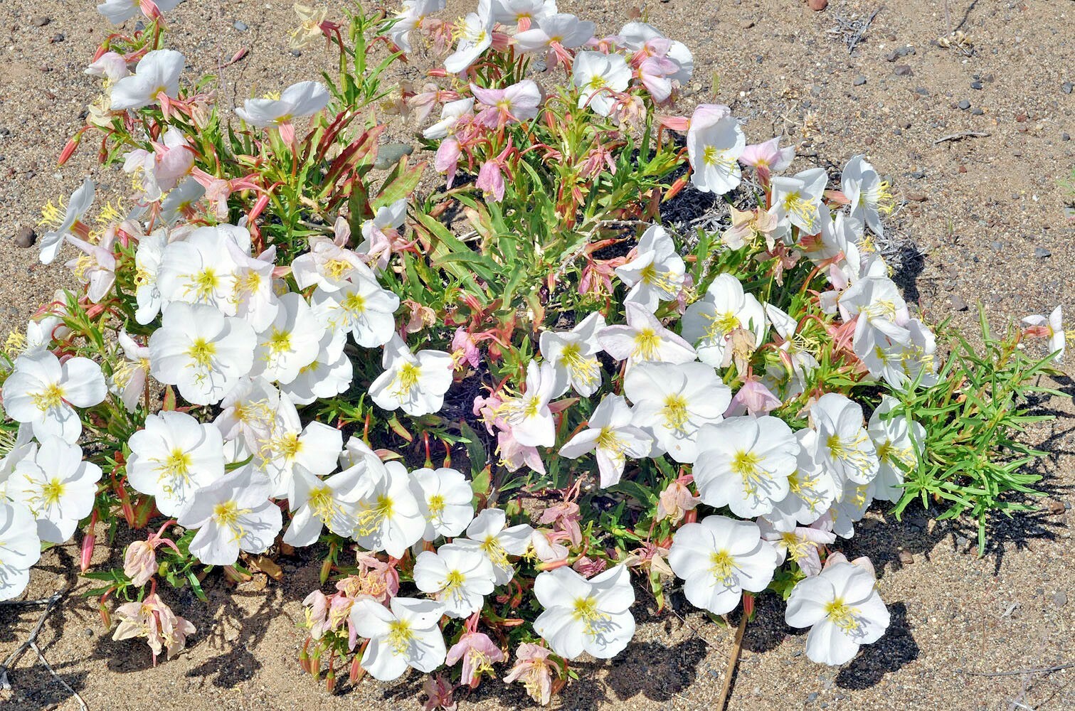 301+Pale EVENING PRIMROSE Flower Seeds Drought Heat Cold Groundcover Wildflower
