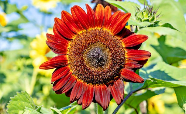 50 CHOCOLATE CHERRY SUNFLOWER SEEDS| SALE FREE SHIPPING HEIRLOOM NON GMO