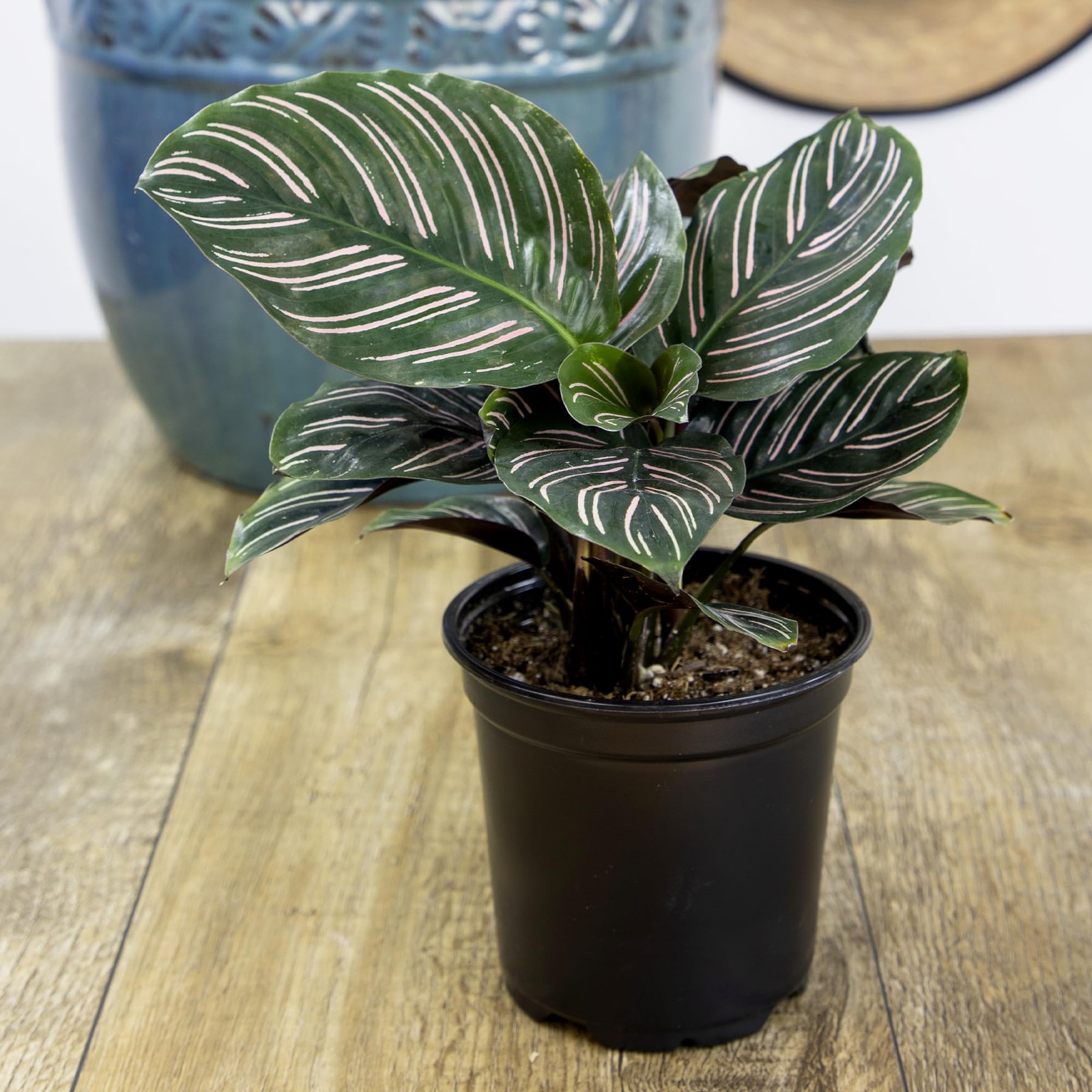 Pet Safe Live Calathea Plants – 4 Pack Air Purifying Indoor Mix in 4.25″ Pots