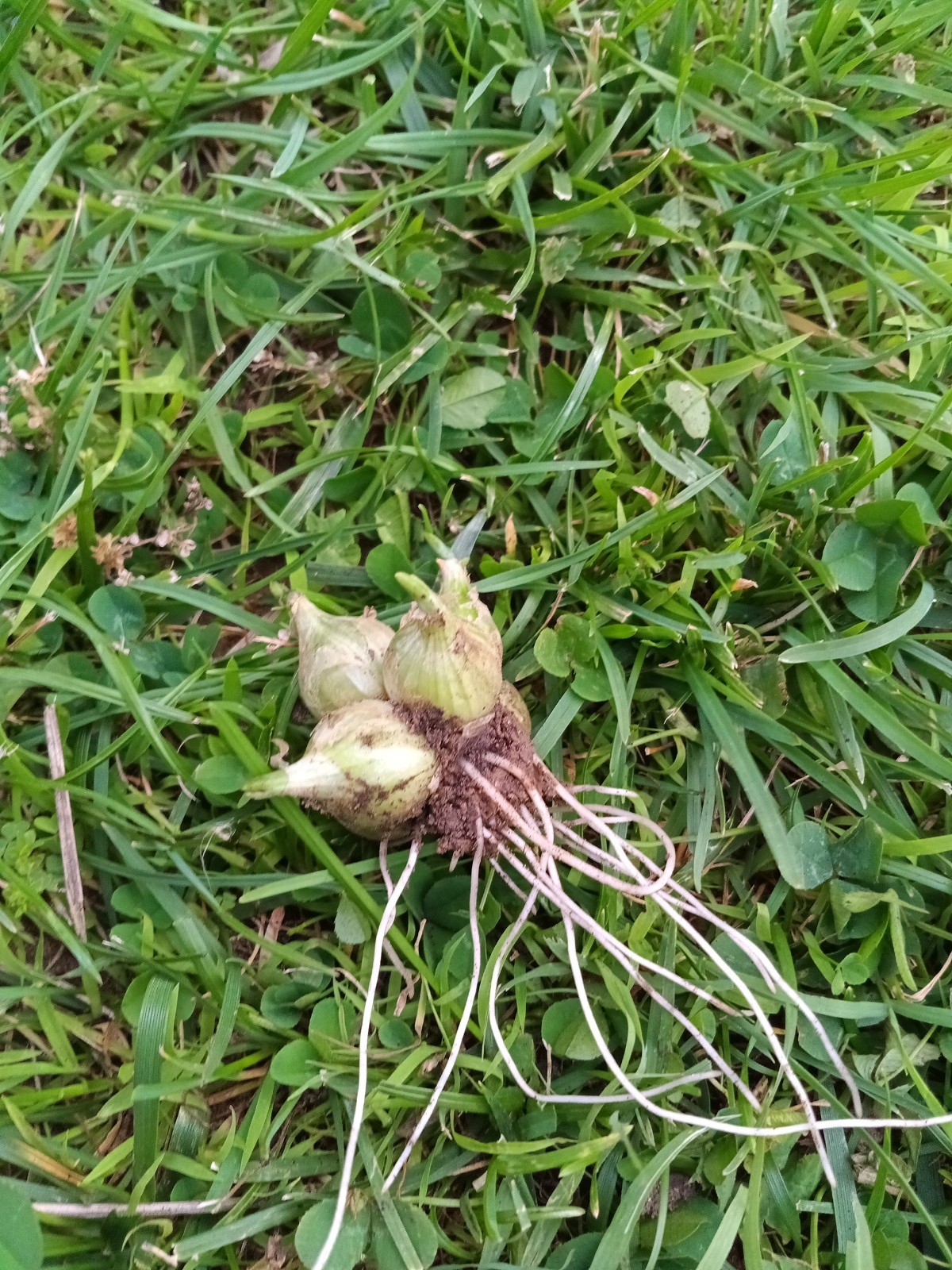 25 Egyptian walking onion Topsets Bulbs