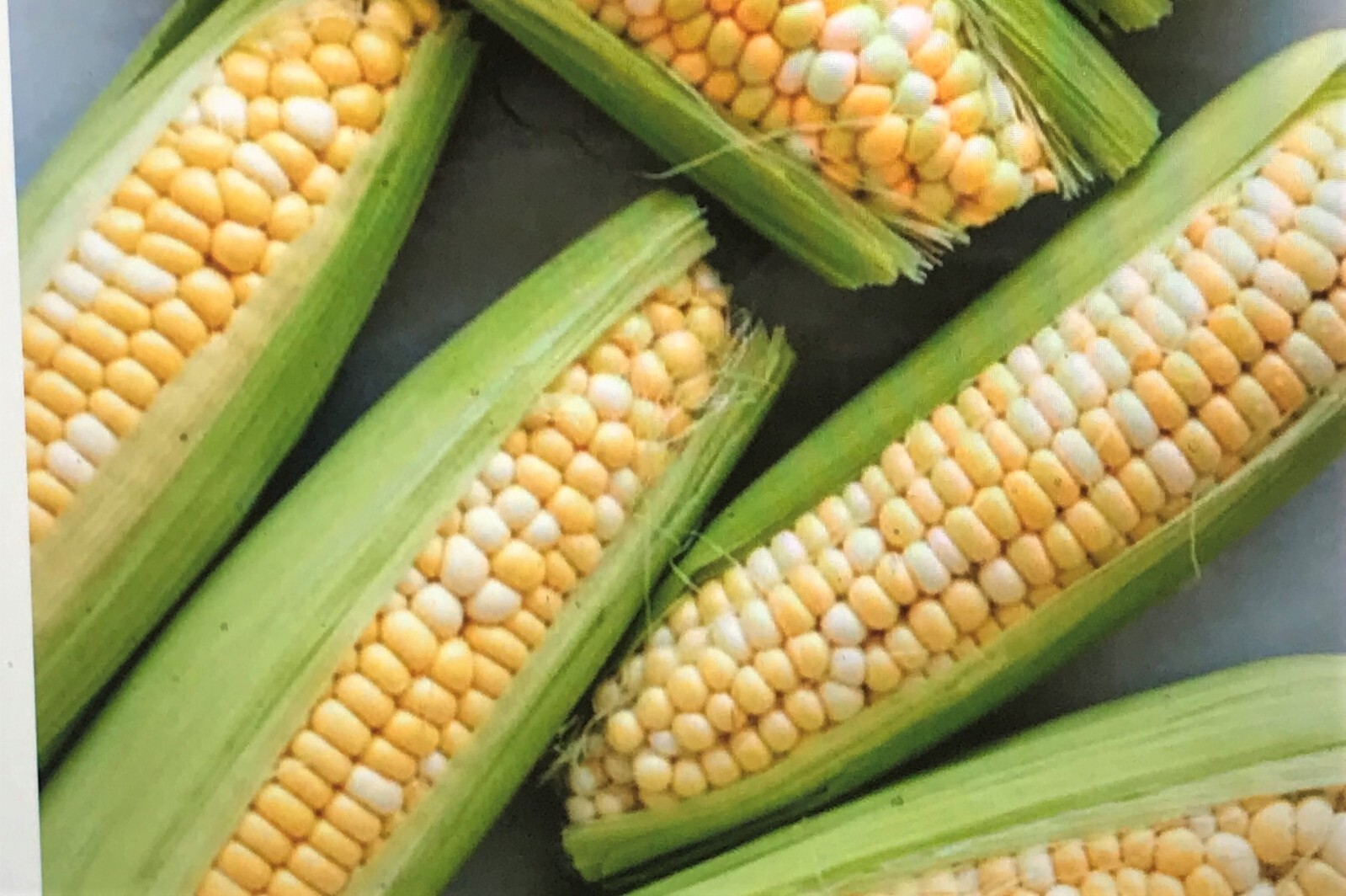350 Seeds, 4oz. G90 Hybrid Sweet Corn Seed Bicolor Treated 95% Germ.