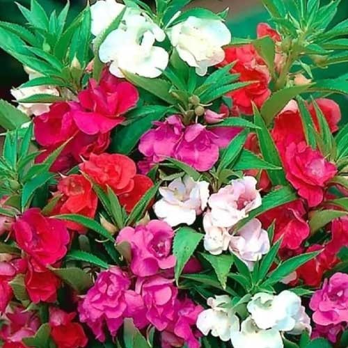 IMPATIENCE TOM THUMB Flower Seeds 25 Fresh garden flower seeds