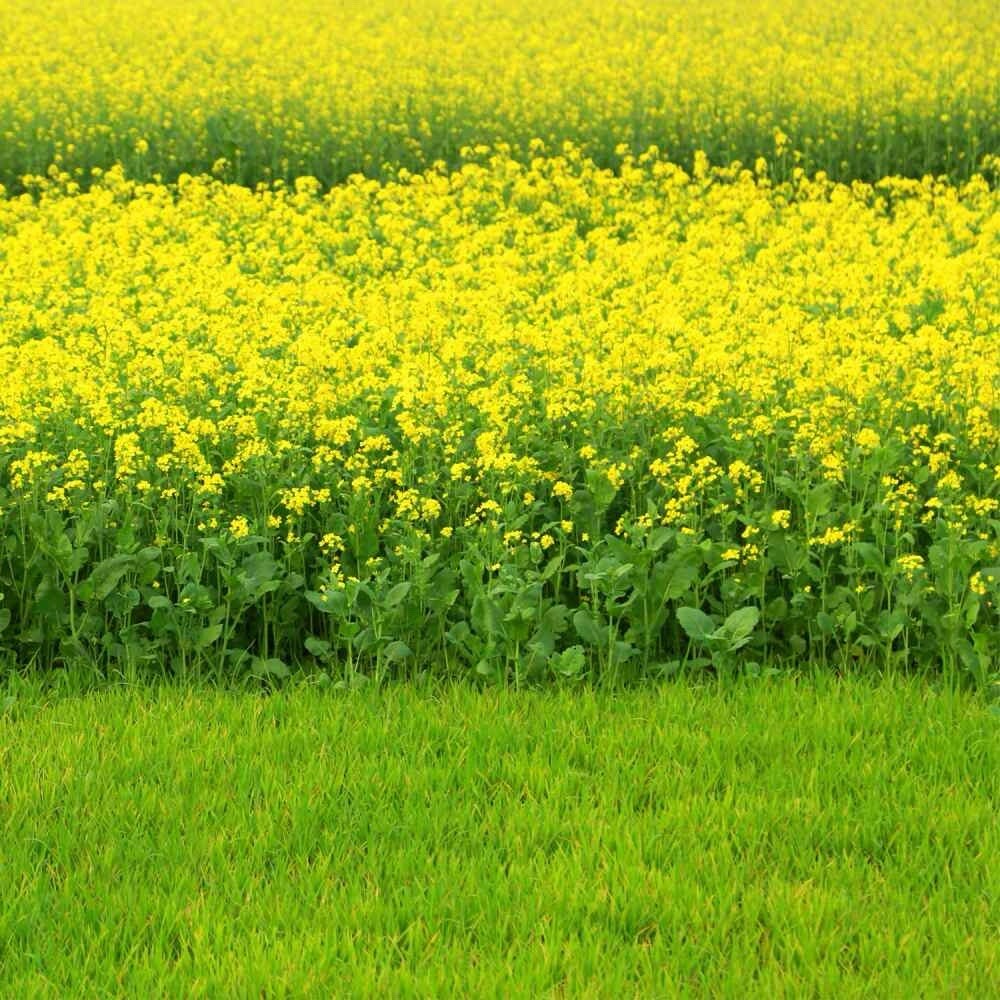 1000++ Black Mustard Seeds – (Brassica Nigra) NON-GMO | Heirloom – USA SELLER!