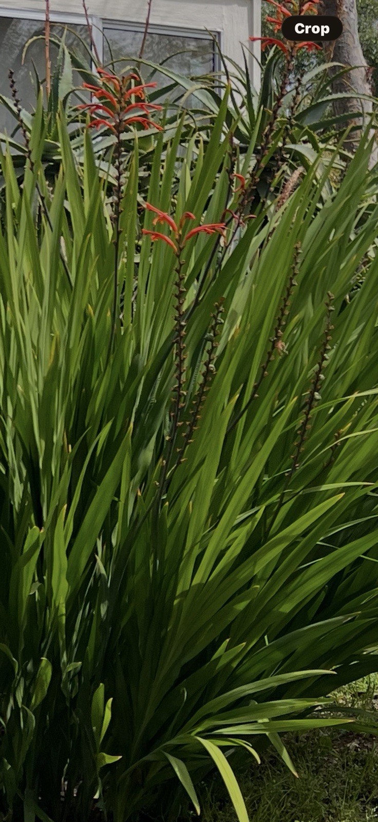 Watsonia Bulbs Orange 5 for $10