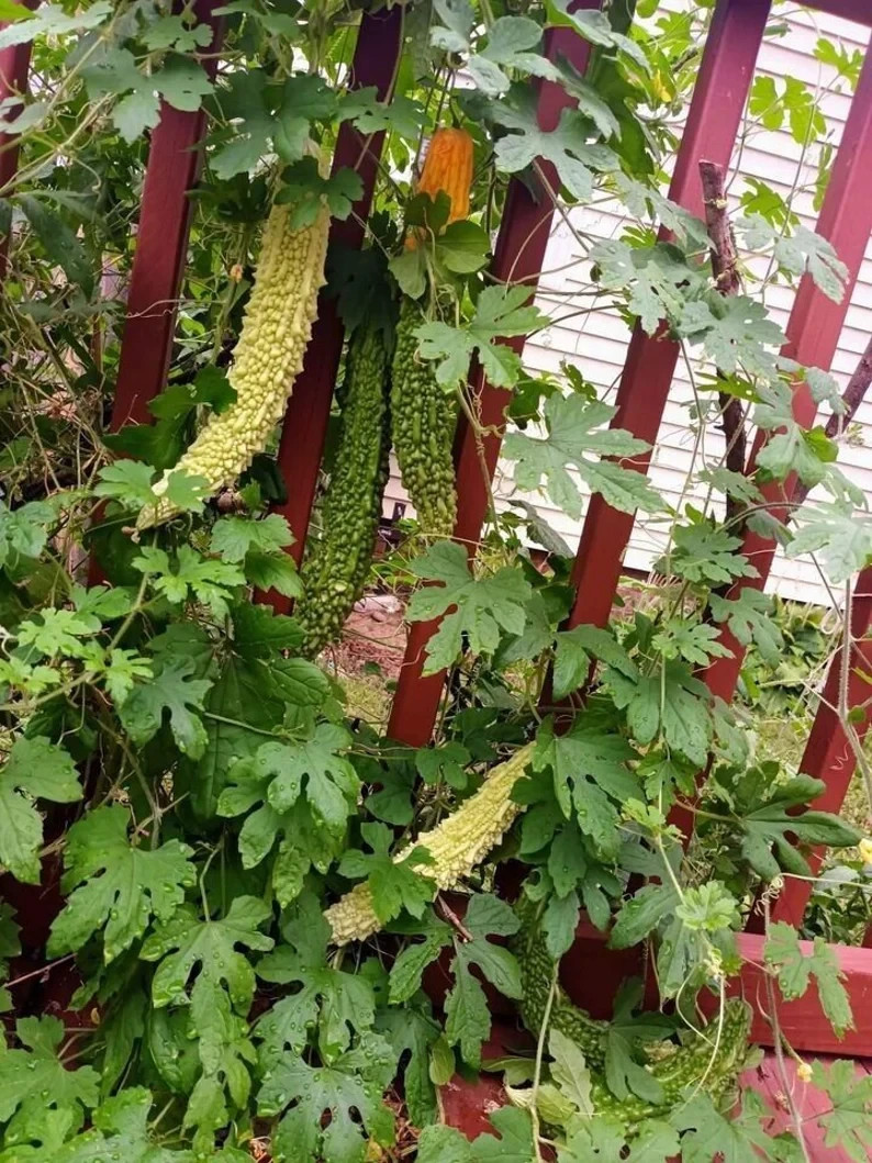 Fresh Harvest Bitter Melon Seeds | Non-GMO Karela
