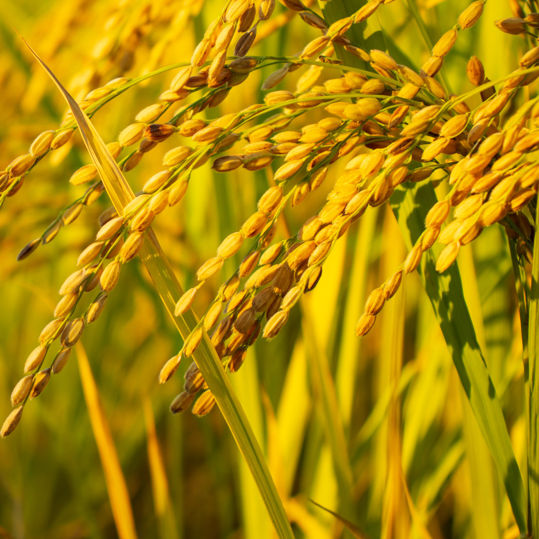 Fresh Yukihikari Rice Plant Seeds | Brown Rice | Heirloom Non-GMO | Grain Seeds