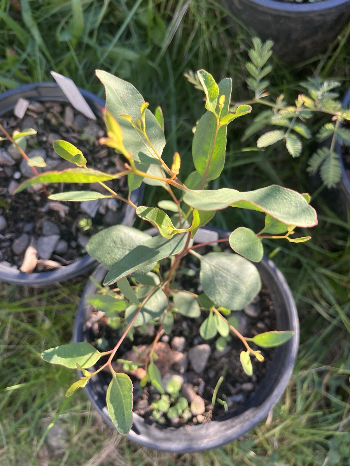 Eucalyptus cernua Seeds – ‘Red flowered Moort’