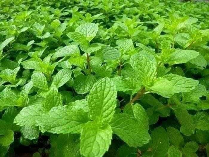 3 Bags Vietnamese Mint Rau Hung Lui Easy to Grow, Delicious!! Rau Thom 500 Seeds