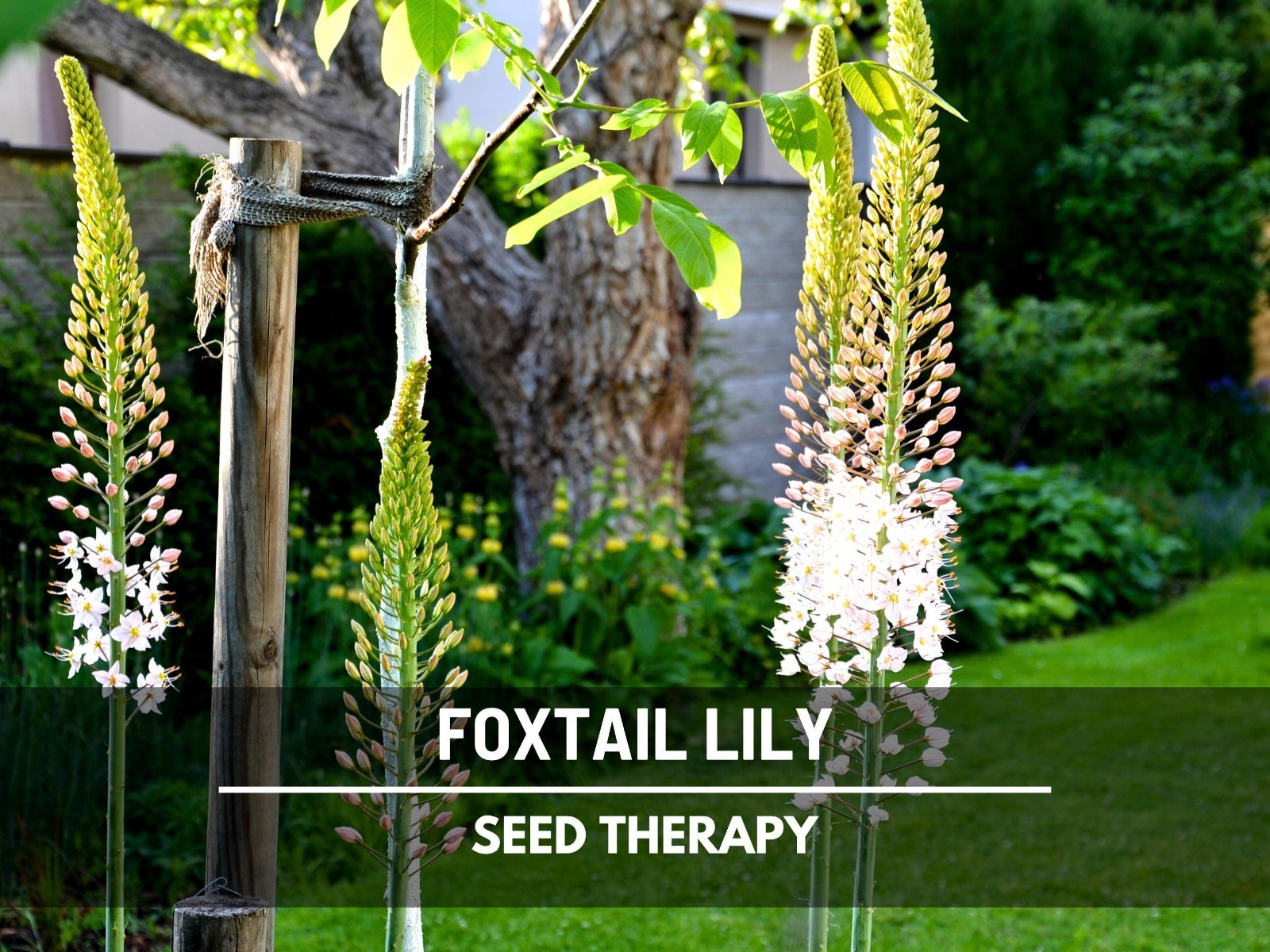 Foxtail Lily Seeds – Desert Candle, Evergreen Perennial, Towering Flowers