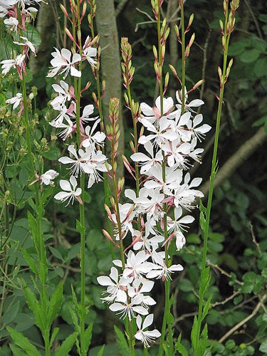 Oenothera lindheimeri | Lindheimer’s Beeblossom | White Gaura | 10 Seeds