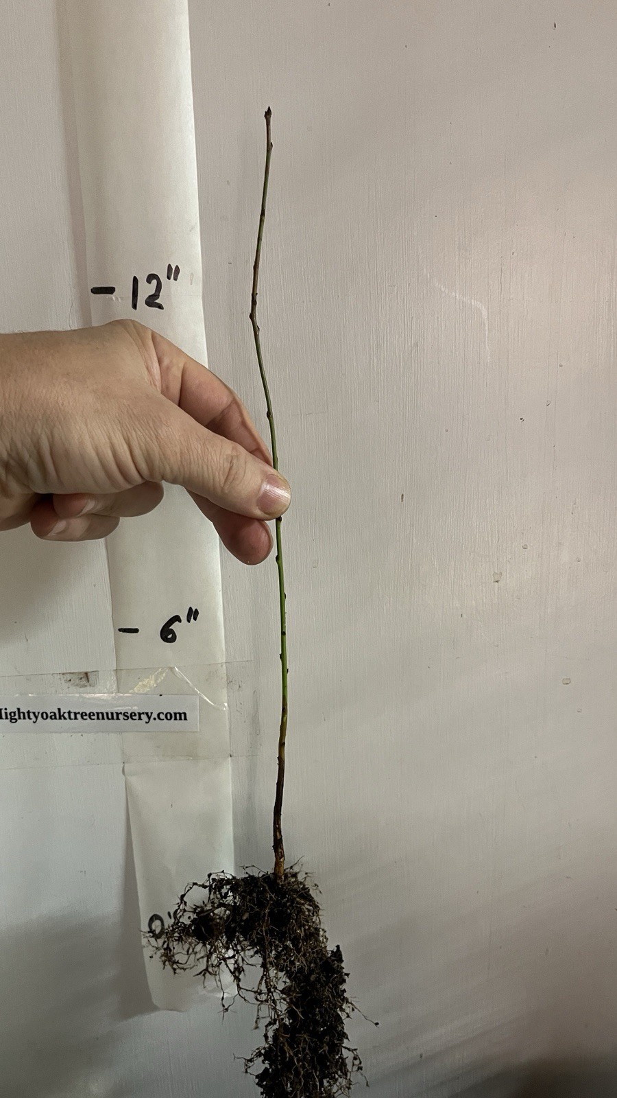 Elberta Peach seedling, live 1-2 y.o. plant, Bare root 14-16 inches tall