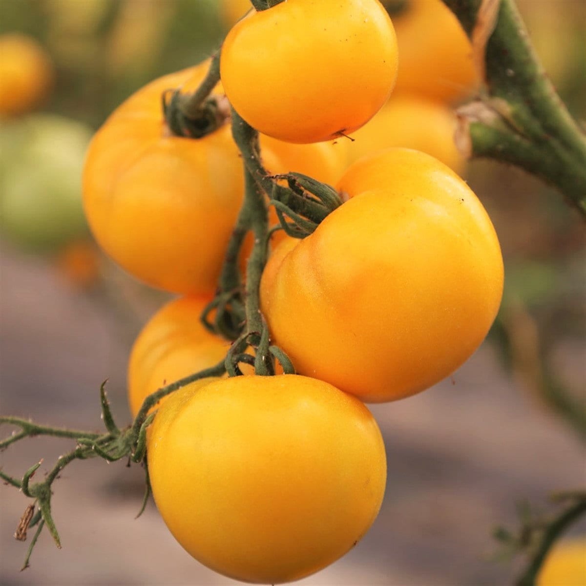 Golden Jubilee Tomato, Lycopersicon esculentum. 50 Seeds Free Shipping!