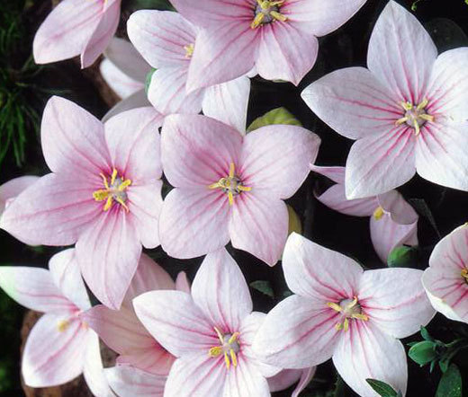 BALLOON FLOWER ROSE Platycodon Grandiflorus – 500 Bulk Seeds