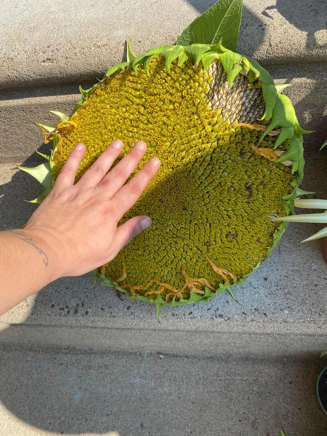 60+ Mammoth Russian Grey Stripe Sunflower Seeds “Brooklyn Botanical Garden Club”