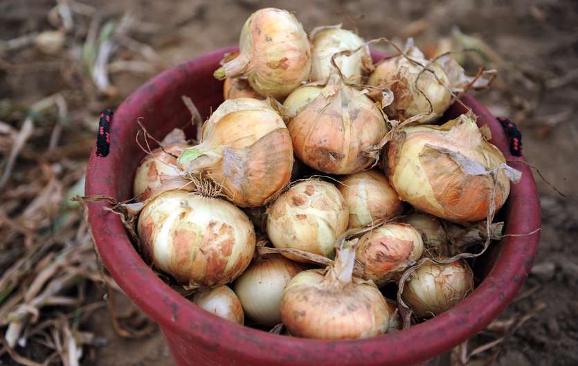201+EARLY TEXAS GRANO ONION Seed Organic Short Day Spring Fall Vegetable Garden
