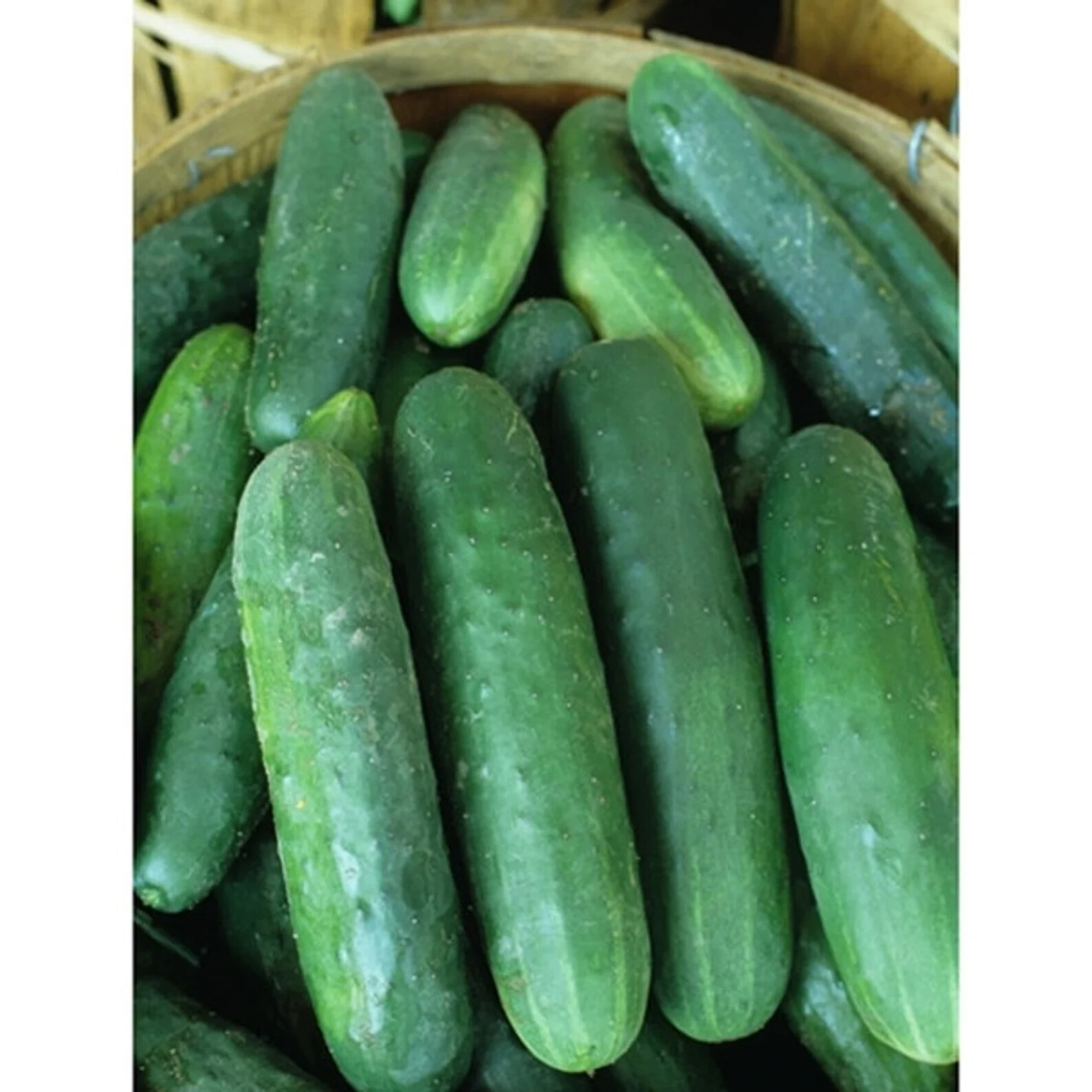 3 different salad kits you choose grow your own NON-GMO seeds VERY EASY HEALTHY!