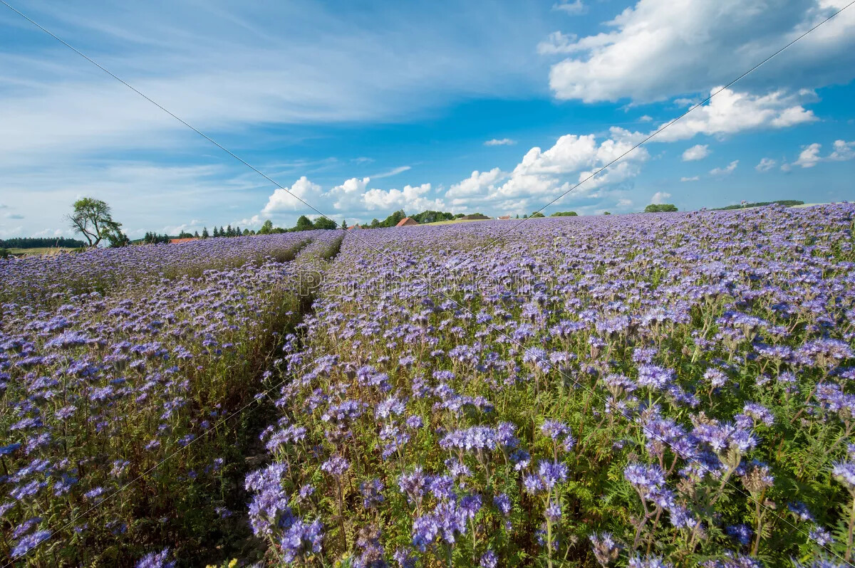 300+ LACY PHACELIA SEEDS Phacelia Tanacetifolia cover crop, attract pollinators