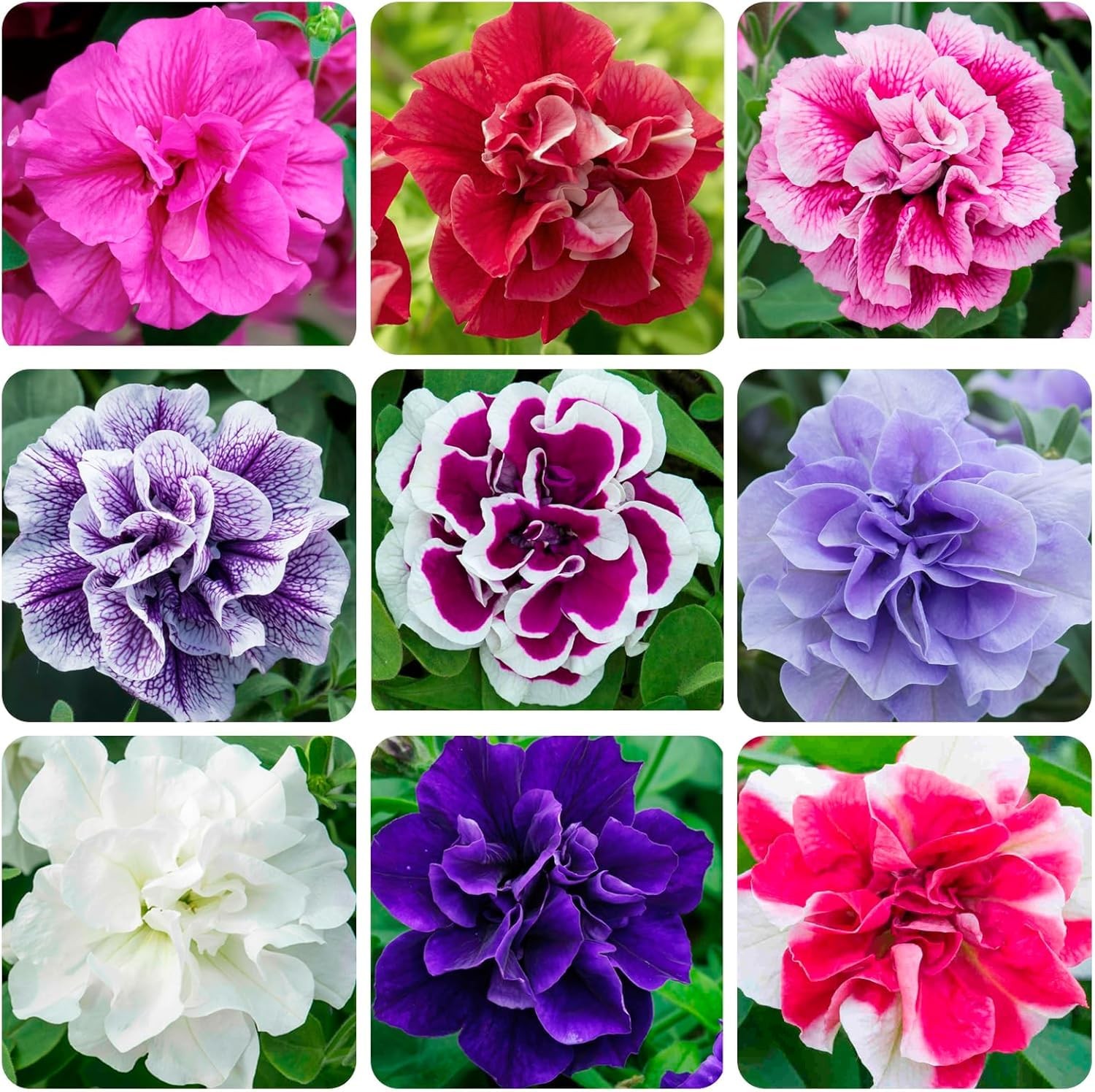 Petunia Seeds 300 PCS HeatTolerant, LowMaintenance Flowers for Gardens