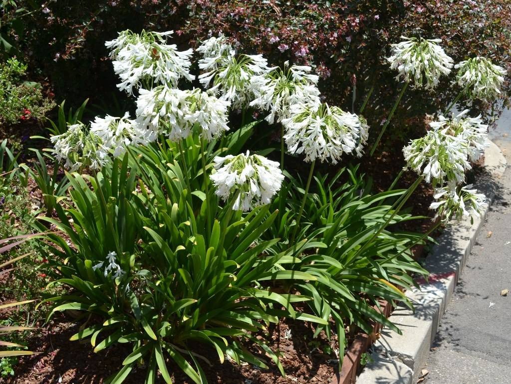 White Lily of the Nile Agapanthus Getty White Seeds Free Shipping!