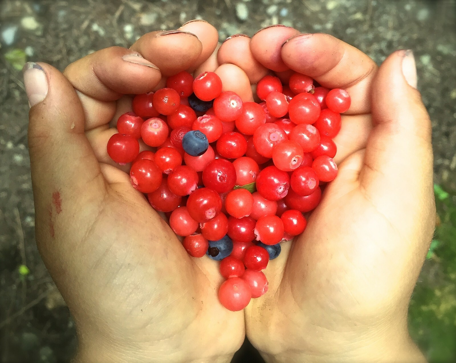 Black Gold Huckleberry {Vaccinium membranaceum}30+ seeds Free Shipping!