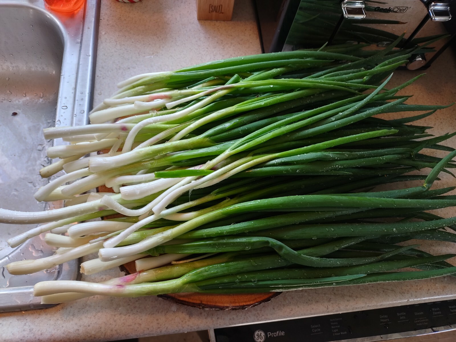 5 Egyptian Onion (Walking onion) Live bare root bulbs, Winter hardy perennial