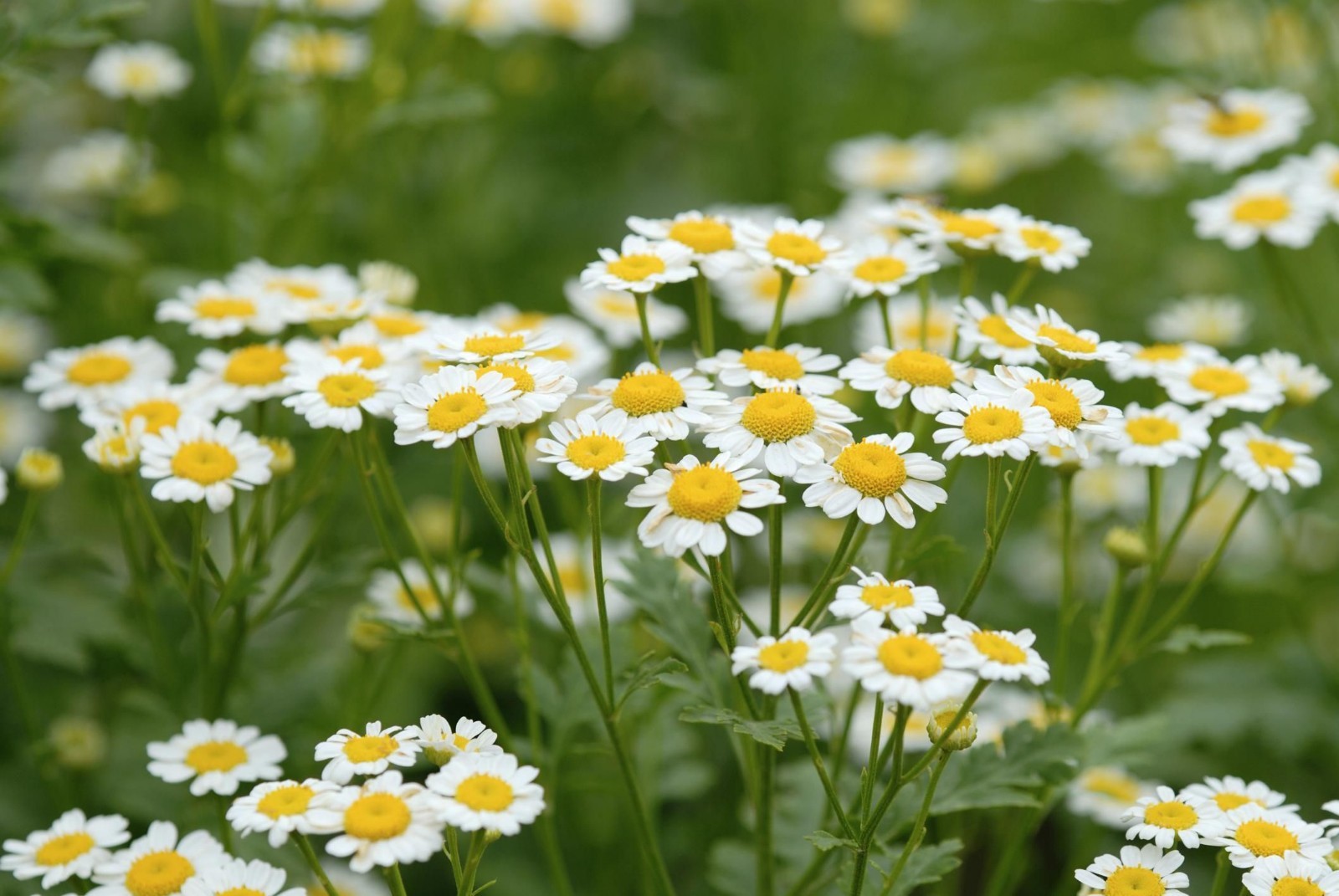 Roman Chamomile Seeds, Ground Cover Teas & Medicine, NON-GMO, Variety Sizes Sold