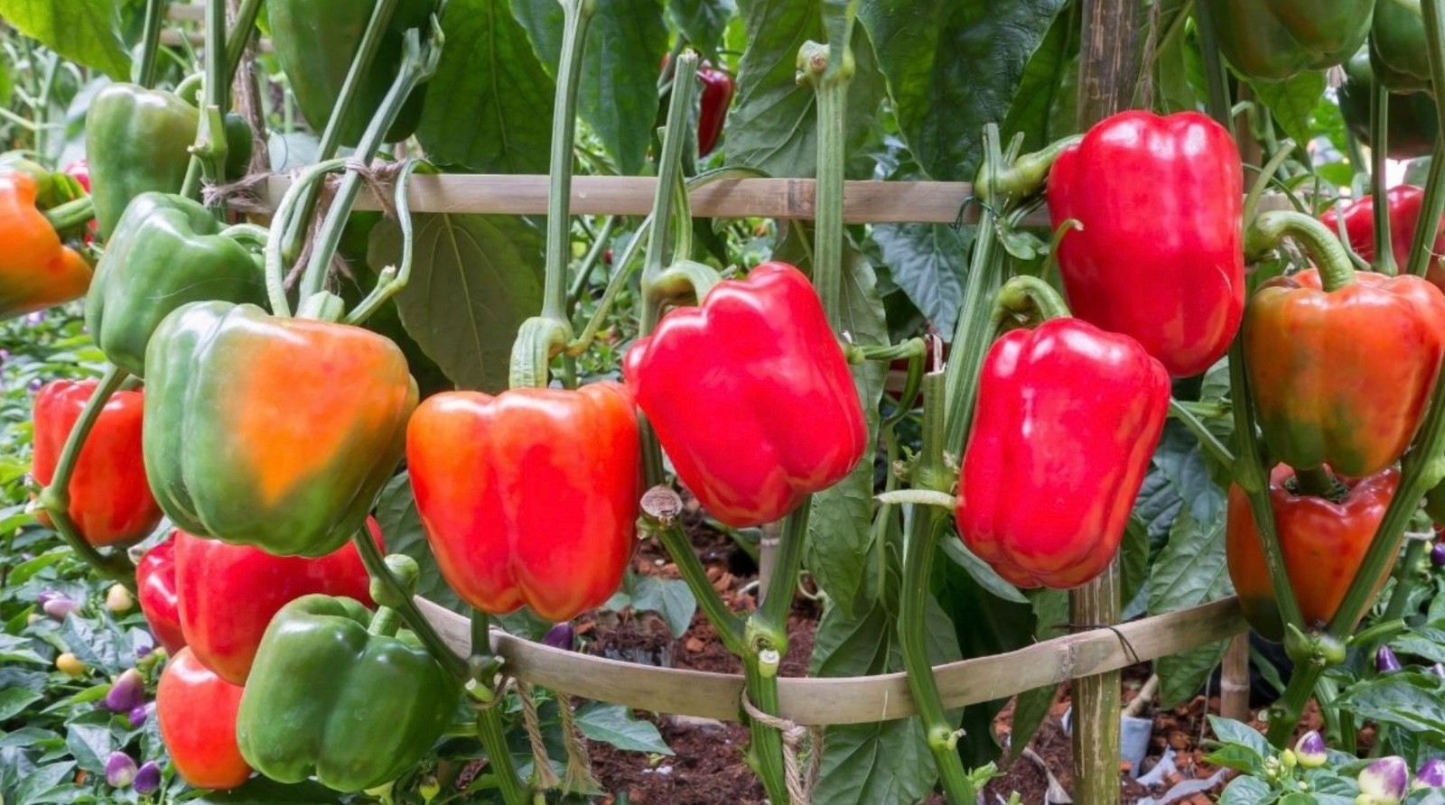 Keystone Giant Sweet Bell Pepper – FRESH Seeds – Organic Non-GMO, USA Seller