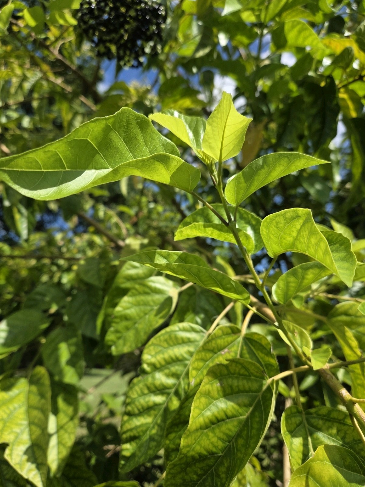 30 seeds of La Cach, cay vong cach,Premna serratifolia L. – harvest Aug-Sept2025