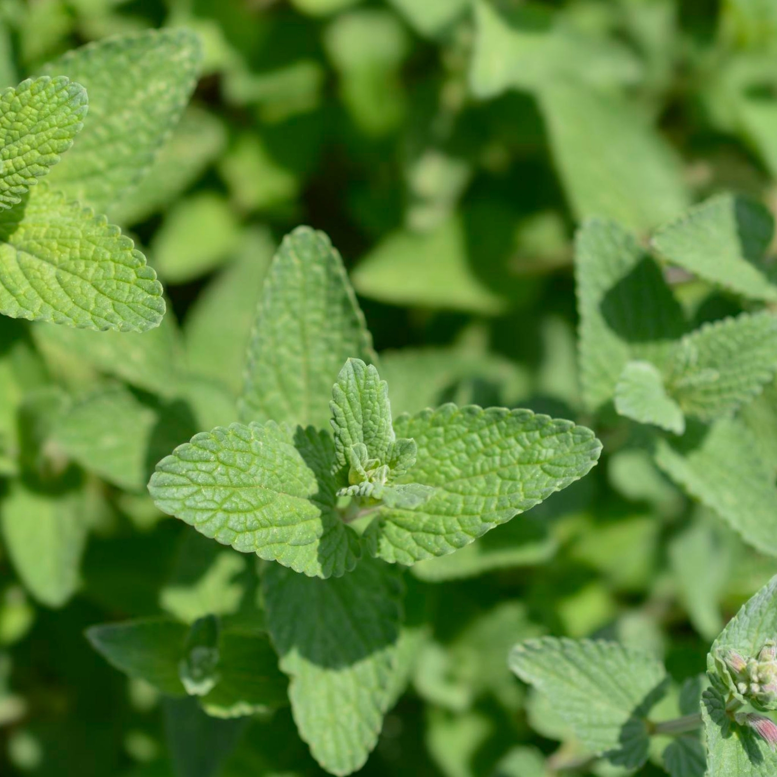 Catnip Seeds – Seeds – Organic – Non Gmo – Heirloom Seeds – Herb Seeds