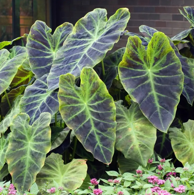 Illustris Colocasia Live Plant – 5-10″ Tall – Dark Elephant Ear Tropical Plant