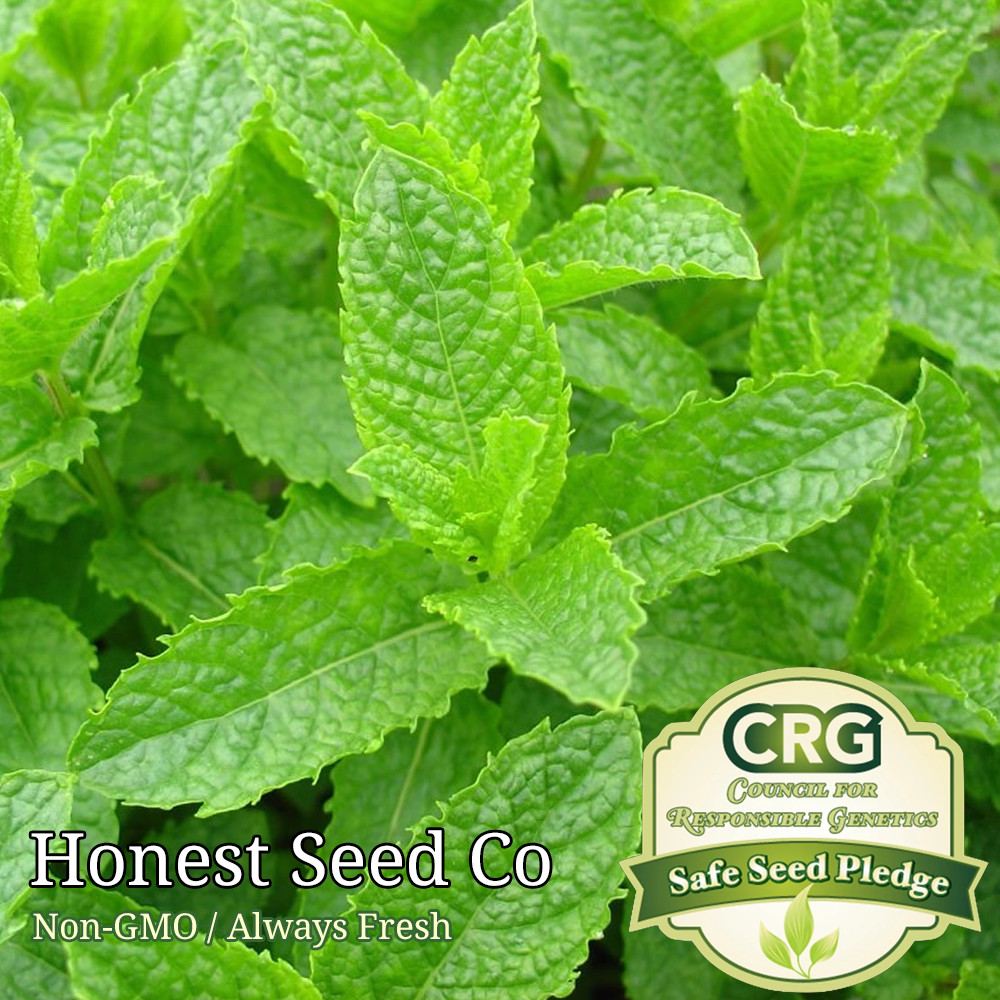 1000+ Spearmint Seeds | Non-GMO | Fresh Garden Seeds