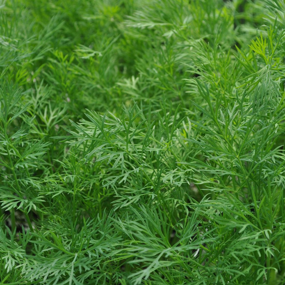 Dukat Dill, Heirloom, NON-GMO, Leafy Foliage, FREE SHIPPING