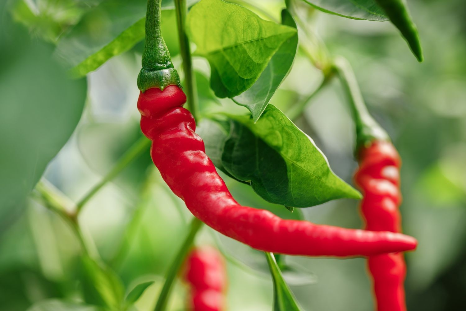 Cayenne Long Thin Pepper Seeds | Heirloom / Non-GMO