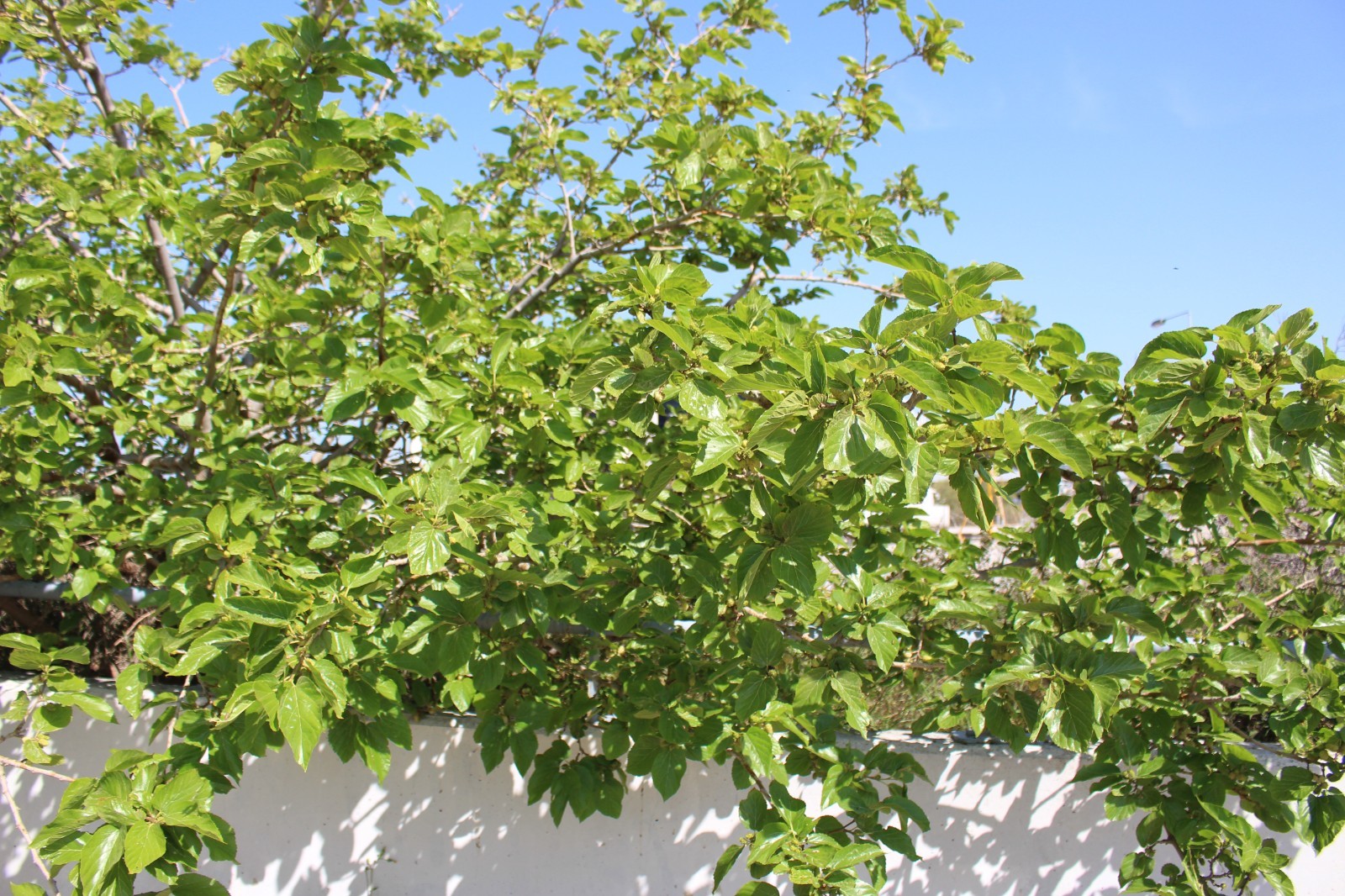 250+ White Mulberry Seeds – Morus alba – Non-GMO, Open-Pollinated Heirloom