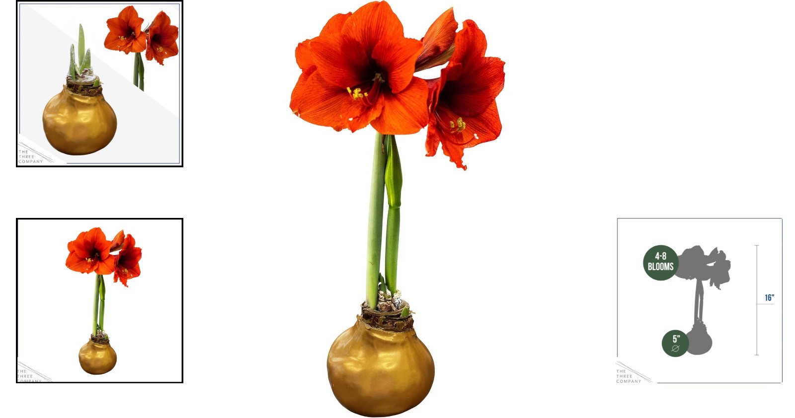 Stunning Waxed Amaryllis Bulb – Low Maintenance Live Plant for the Holidays