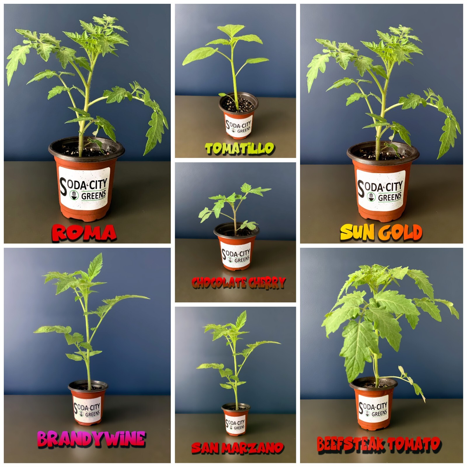 Sage Herb Perennial Seeds
