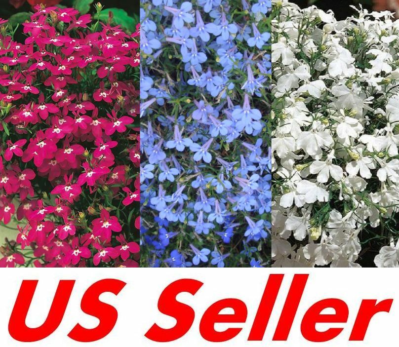 500 Seeds Lobelia Cascade B120-B122 Beautiful Ground Cover Rock Garden