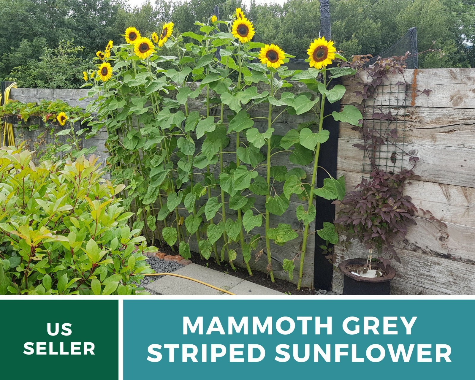 Sunflower, Mammoth Grey Stripe – Heirloom Seeds – Medicinal & Culinary – GMO Fr
