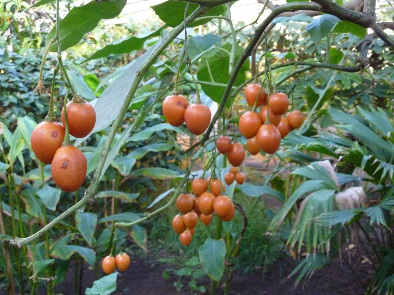 Cyphomandra betacea TREE TOMATO Seeds!