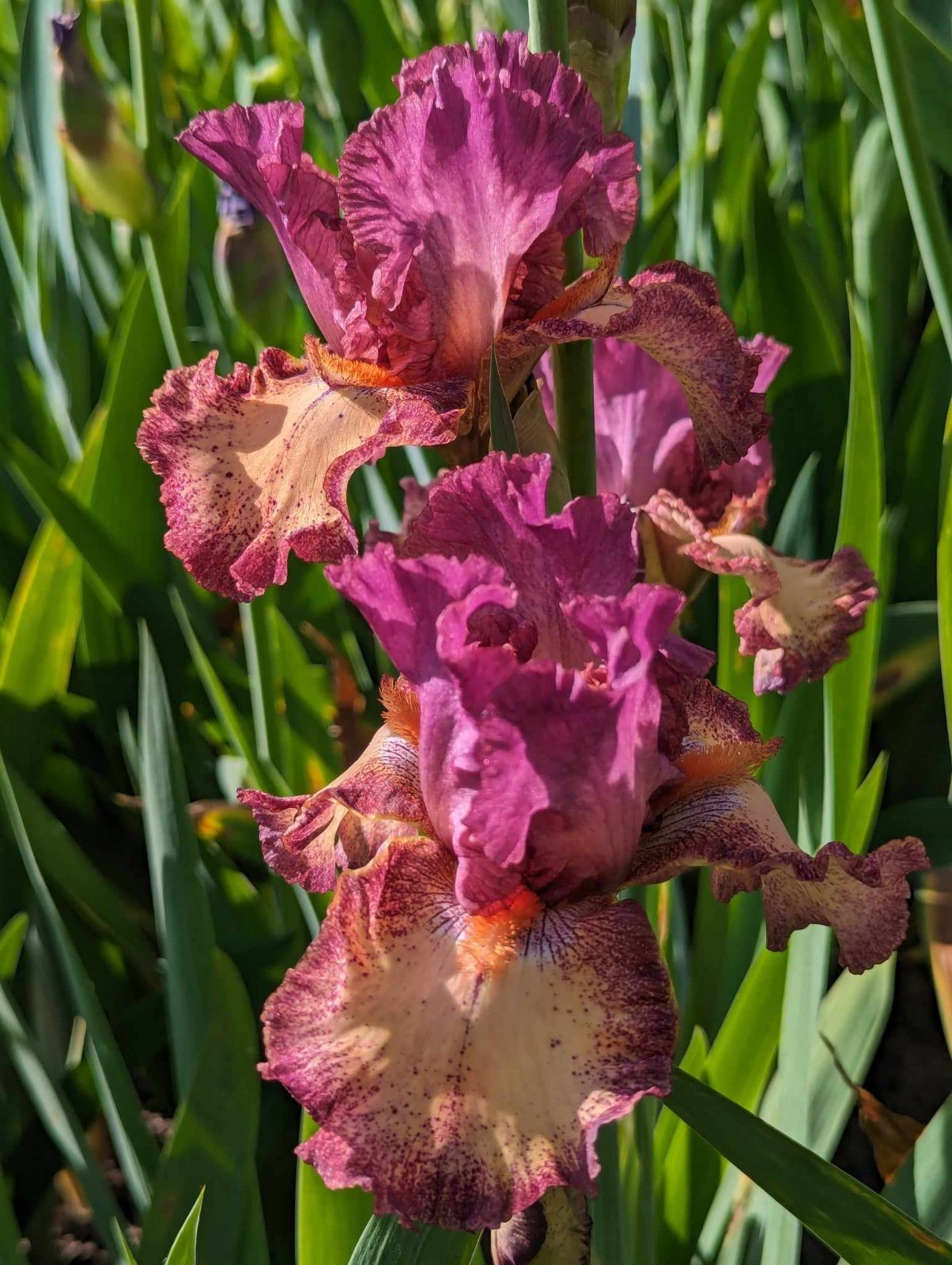 ‘Innocent Star’ TB Bearded Iris Rhizome PRE-SALE to Ship Aug/Sept