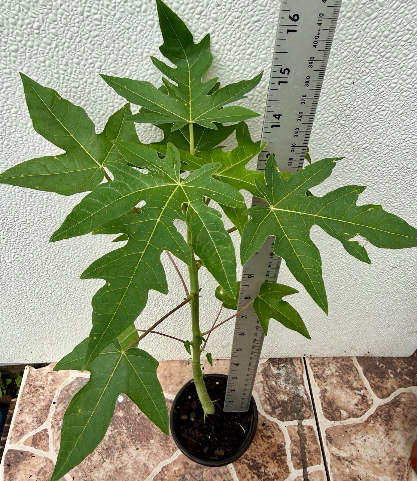 1- Dwarf Solo Hawaiian Papaya Fruit Tree 13-14″Tall Had Fully Roots With 4” Pot