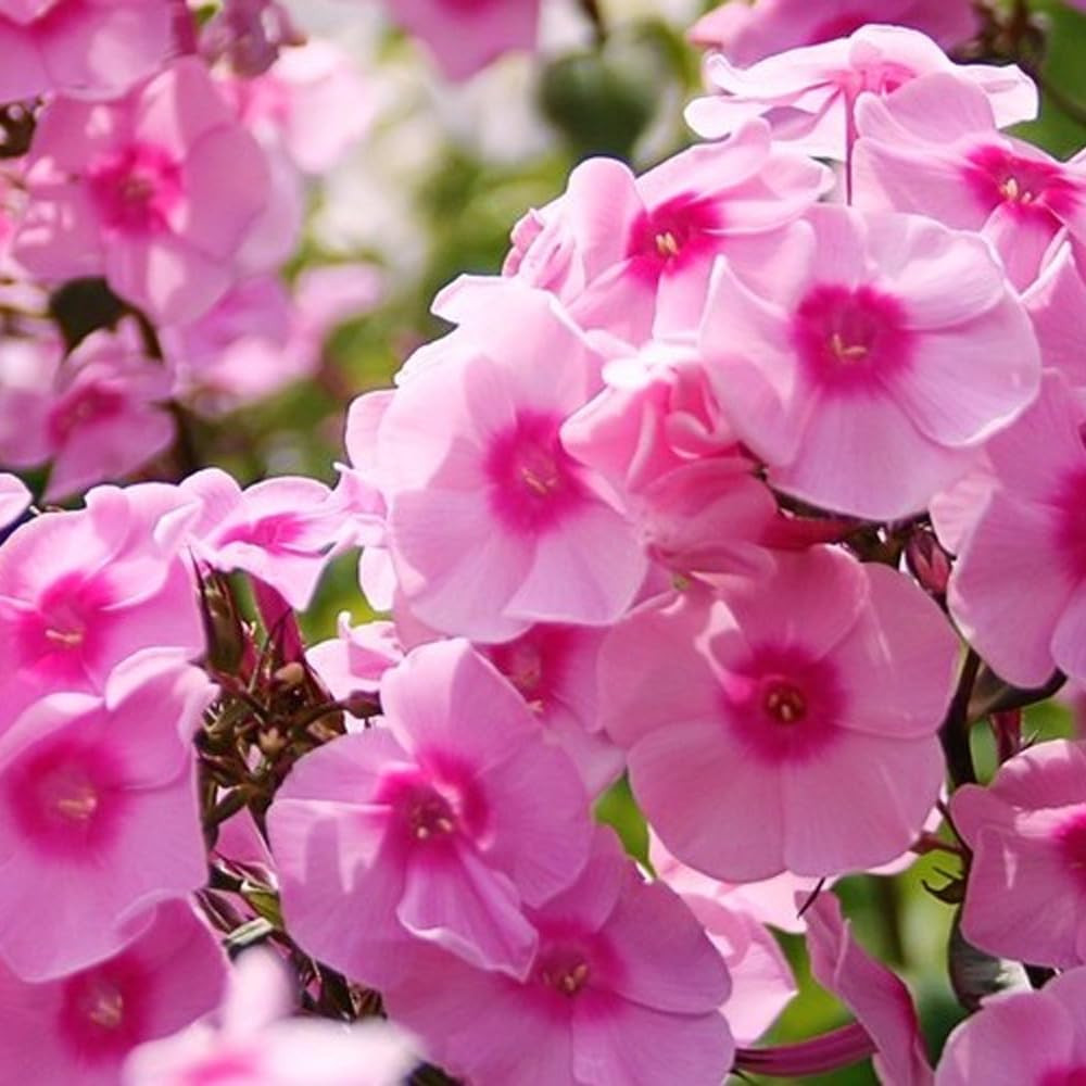 10007+ Creeping Mixed Phlox Seeds for Planting,Bright Perennial Creeping Phlox S