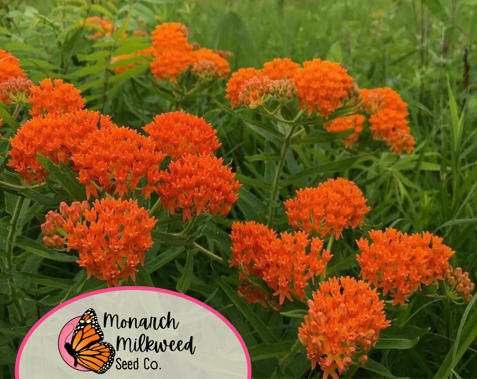 BULK Orange Butterfly Milkweed Seeds | Asclepias tuberosa, for Monarch Butterfly