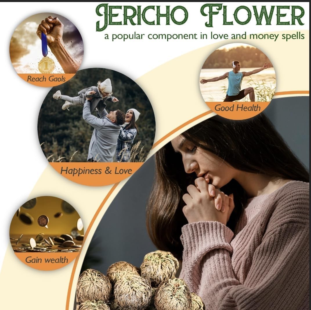 4-Pack Large Premium Dried Rose of Jericho, Selaginella Resurrection Grass, D